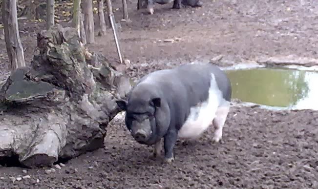 Schweinelovestory #4: Das schüchterne Tierheim-Schwein