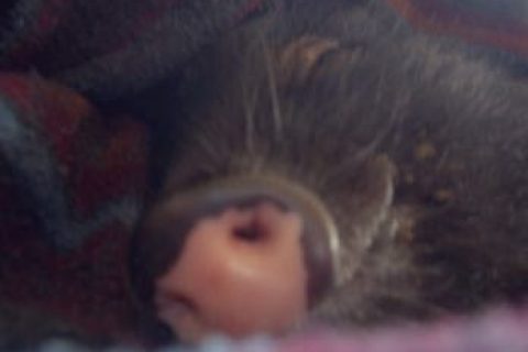 Minischwein Sammi schläft