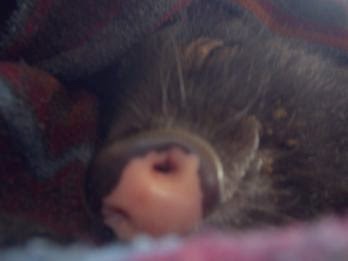 Minischwein Sammi schläft