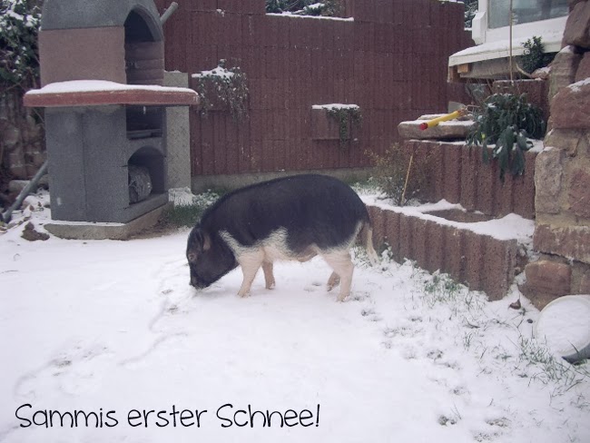 Schweinelovestory: Minischwein im Schnee