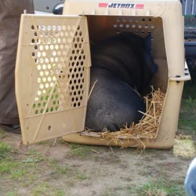 Schweinelovestory: Einzug des Tierheimschweins