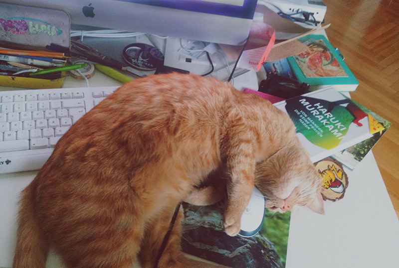 KuneCoco • Schnurrberts Jubiläum • Katze auf dem Schreibtisch