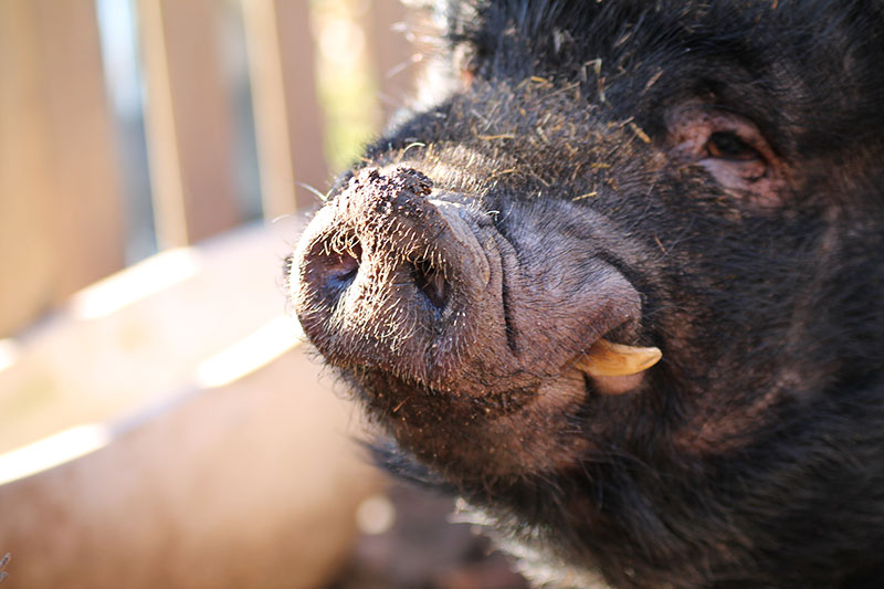 KuneCoco • Schweinelovestory #16 • Vorurteile über Schweine • Schweinsnase