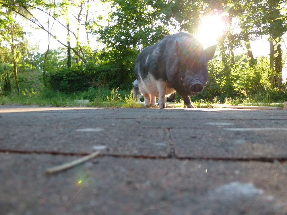 Schweinelovestory #17: Vorurteile über Schweine