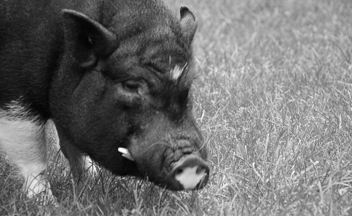 Schweinelovestory #19: Gibt es einen Schweinehimmel?