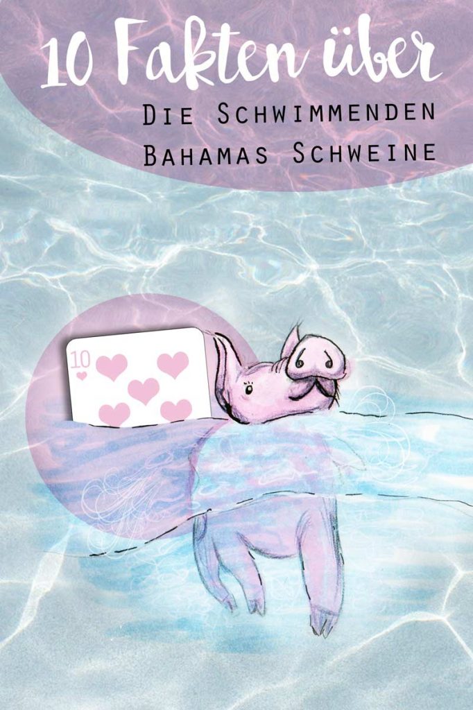 KuneCoco • 10 Fakten über die schwimmenden Bahamas-Schweine