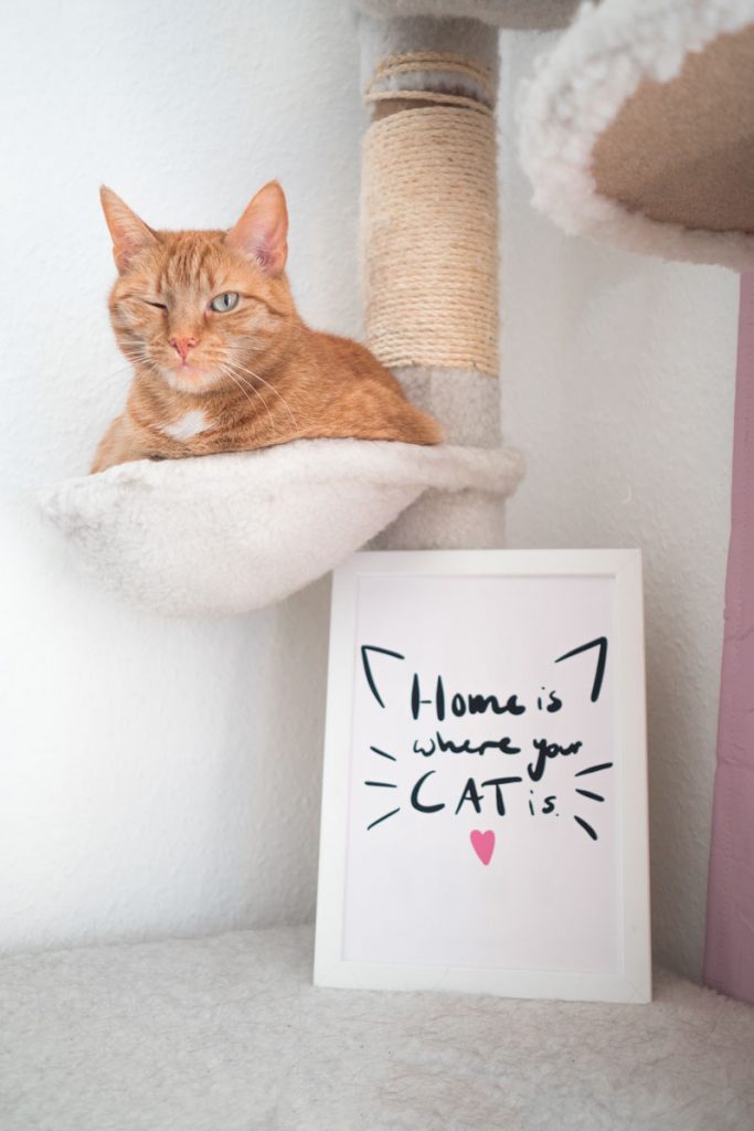KuneCoco • Aus dem Leben einer Katzenlady #3 • Lettering mit Katzenspruch