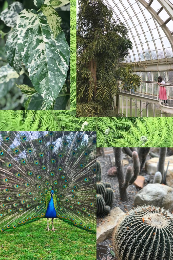 KuneCoco • Abenteuer Blindbooking • Genf Botanischer Garten