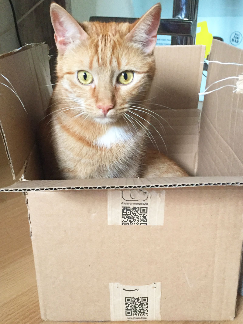 Kisten und Katzen