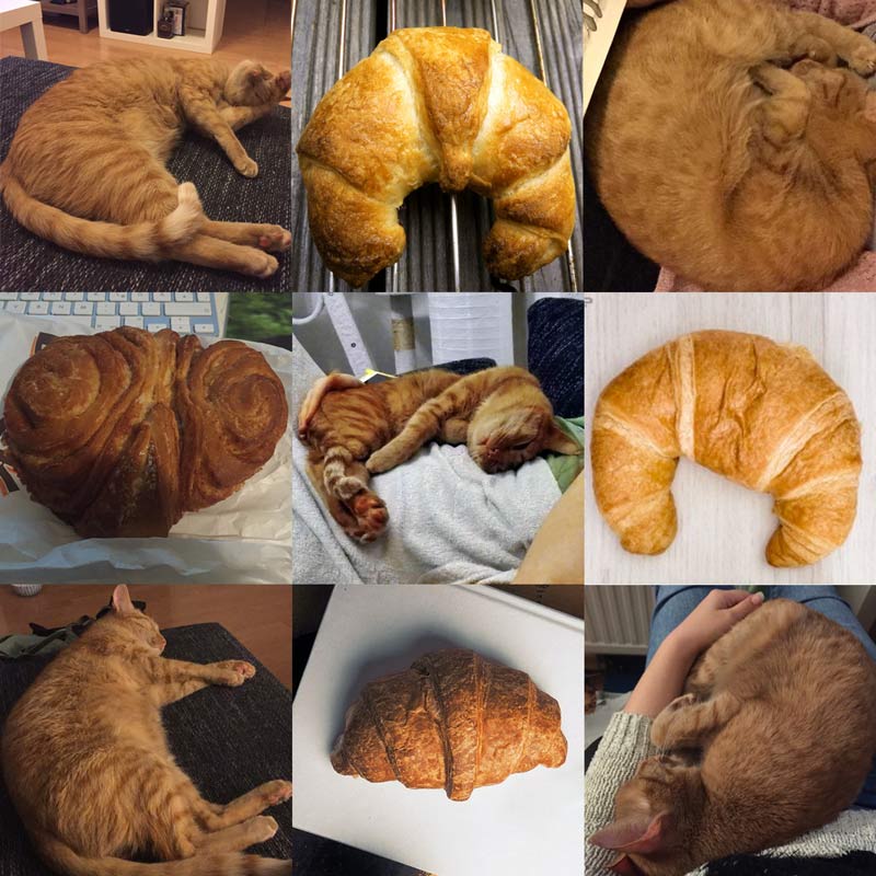 Cat or Croissant